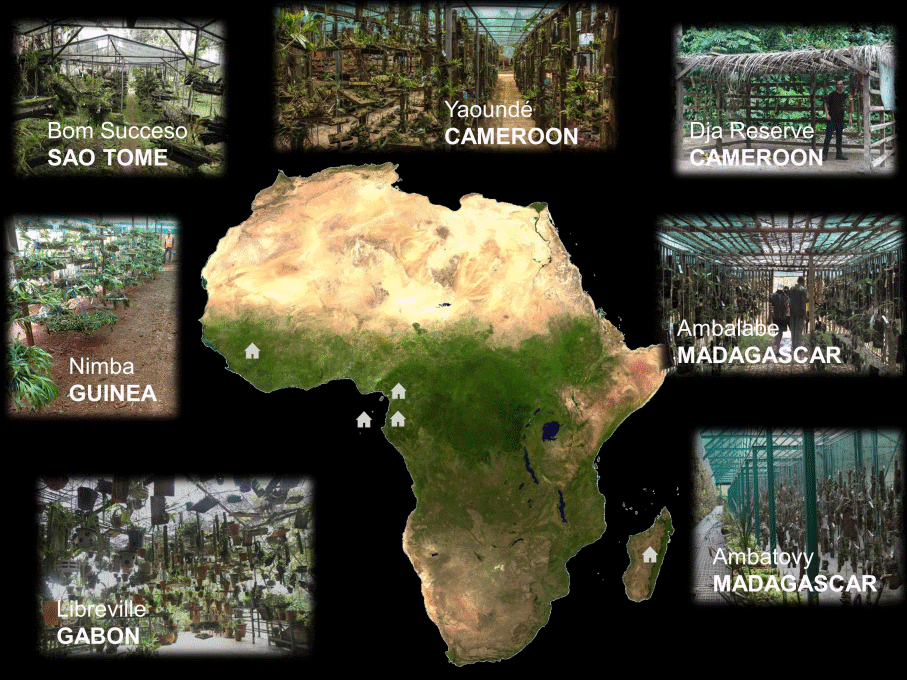 Central Africa shadehouse network as a tool to study tropical orchid diversity